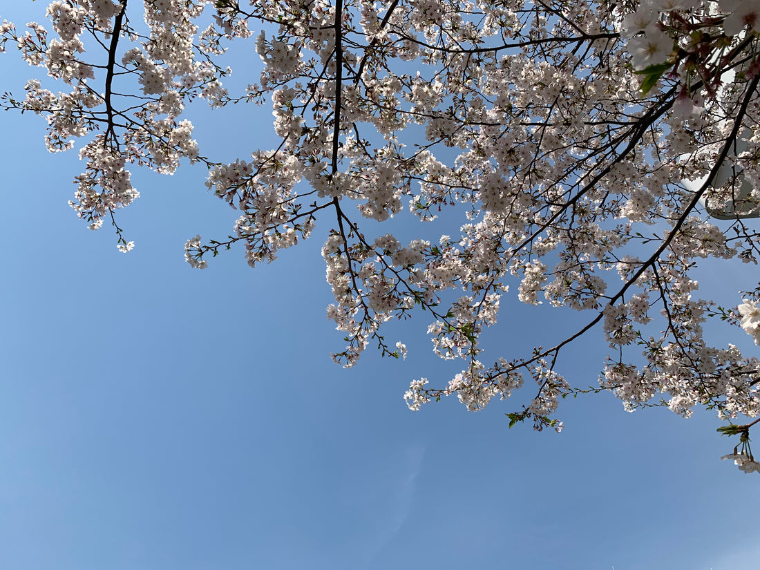 桜の花言葉は色々あるらしい